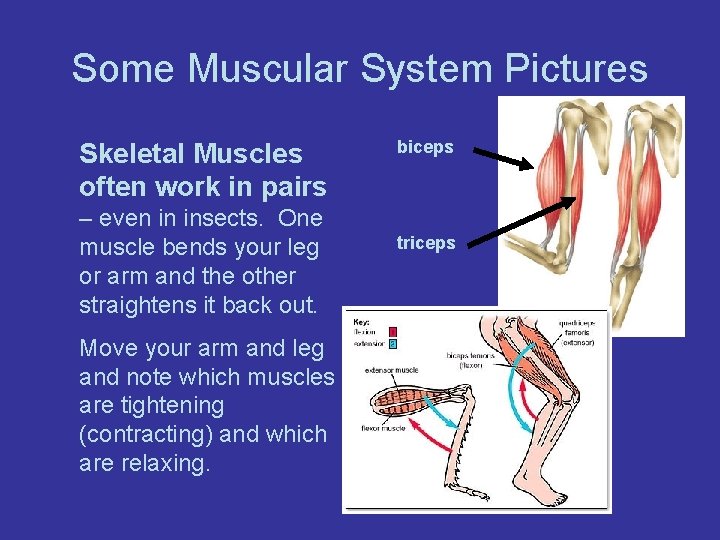 Some Muscular System Pictures Skeletal Muscles often work in pairs – even in insects.