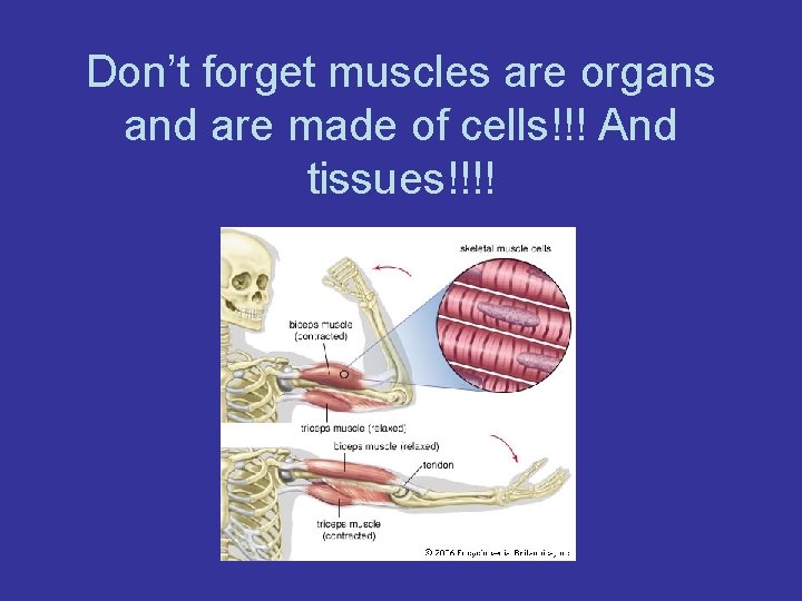 Don’t forget muscles are organs and are made of cells!!! And tissues!!!! 