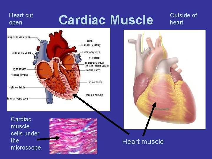 Heart cut open Cardiac muscle cells under the microscope. Cardiac Muscle Heart muscle Outside