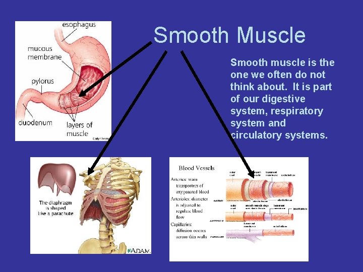 Smooth Muscle Smooth muscle is the one we often do not think about. It