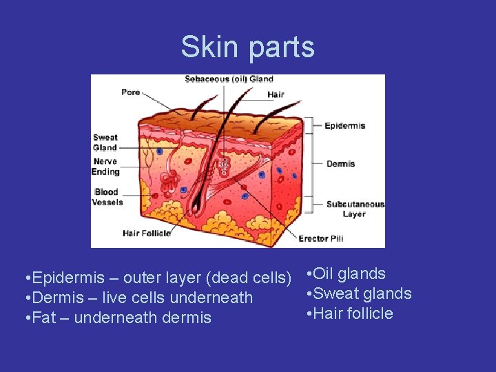 Skin parts • Epidermis – outer layer (dead cells) • Oil glands • Sweat