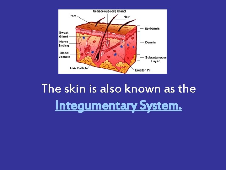 The skin is also known as the Integumentary System. 