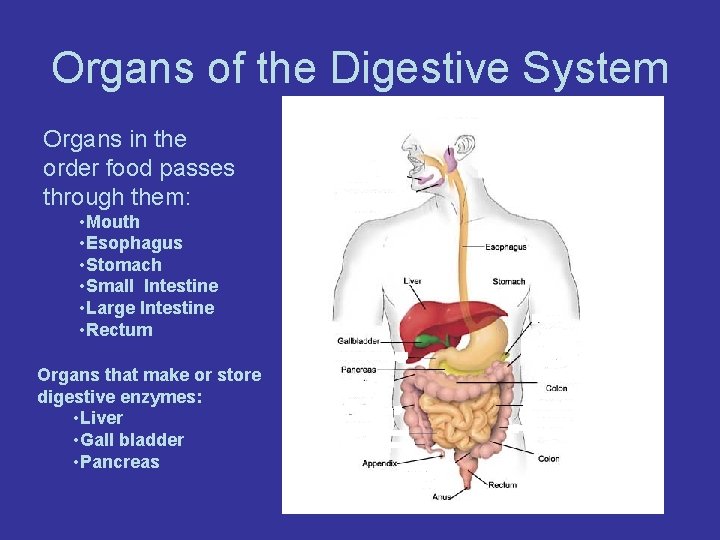 Organs of the Digestive System Organs in the order food passes through them: •