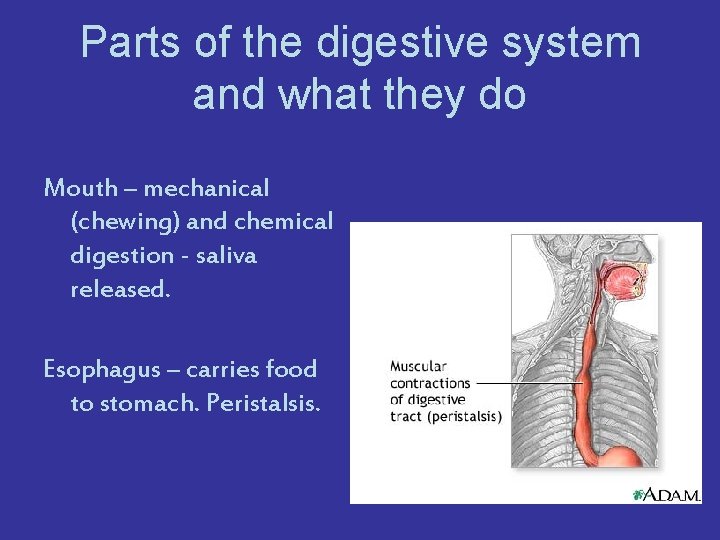 Parts of the digestive system and what they do Mouth – mechanical (chewing) and