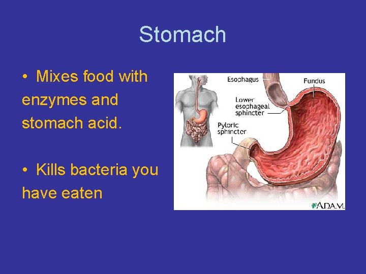 Stomach • Mixes food with enzymes and stomach acid. • Kills bacteria you have