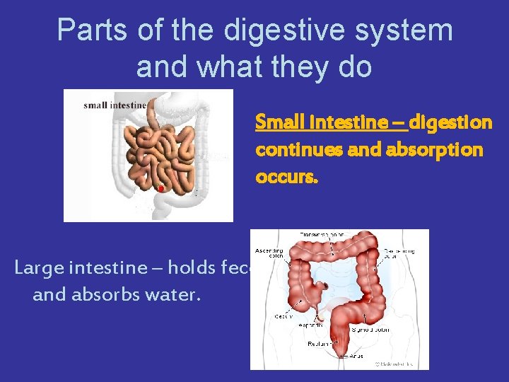 Parts of the digestive system and what they do Small intestine – digestion continues
