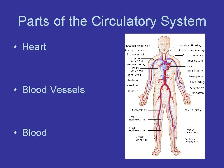 Parts of the Circulatory System • Heart • Blood Vessels • Blood 