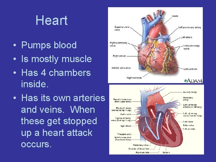 Heart • Pumps blood • Is mostly muscle • Has 4 chambers inside. •