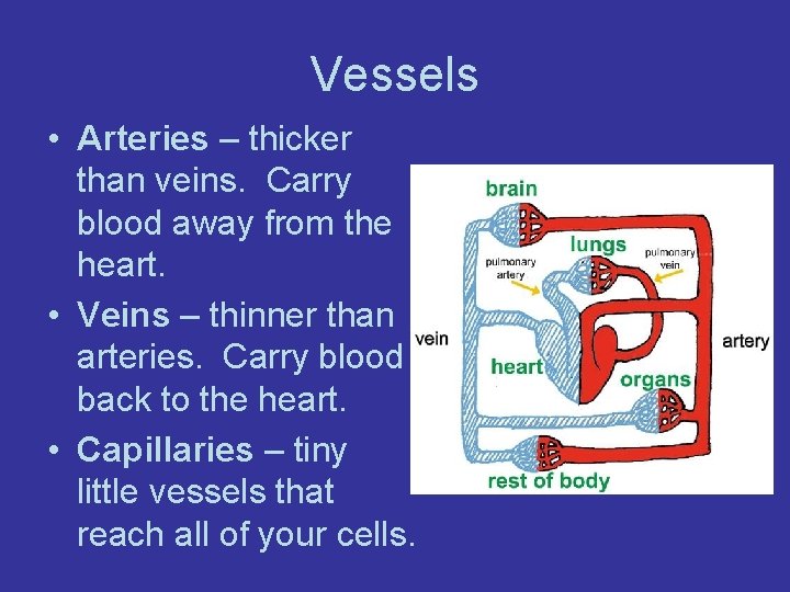 Vessels • Arteries – thicker than veins. Carry blood away from the heart. •