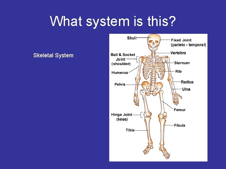 What system is this? Skeletal System 