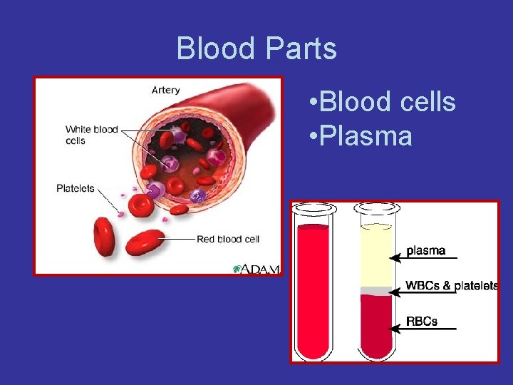 Blood Parts • Blood cells • Plasma 
