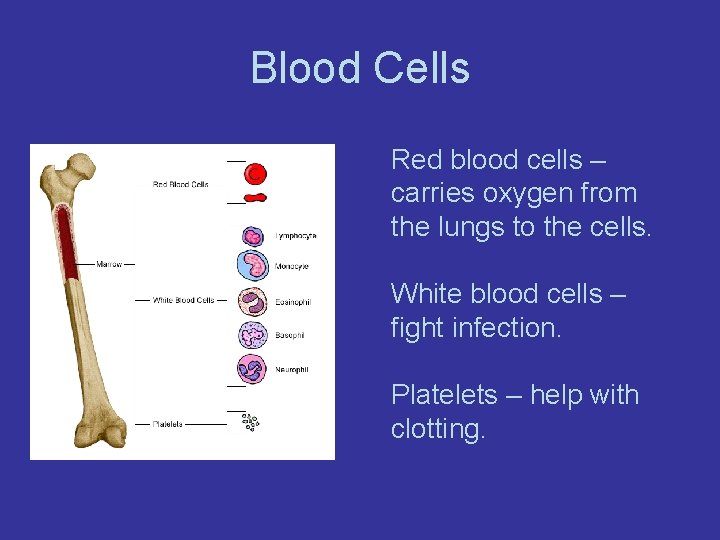 Blood Cells Red blood cells – carries oxygen from the lungs to the cells.