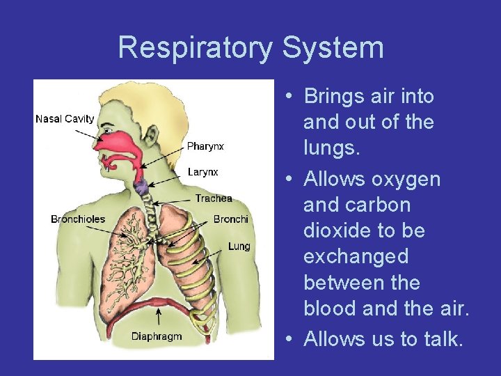 Respiratory System • Brings air into and out of the lungs. • Allows oxygen