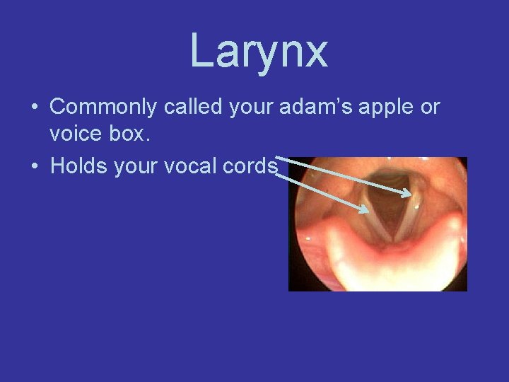 Larynx • Commonly called your adam’s apple or voice box. • Holds your vocal