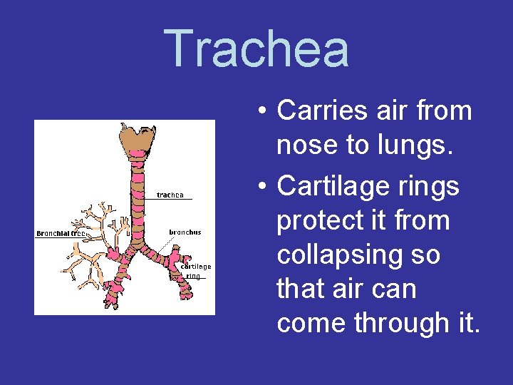 Trachea • Carries air from nose to lungs. • Cartilage rings protect it from