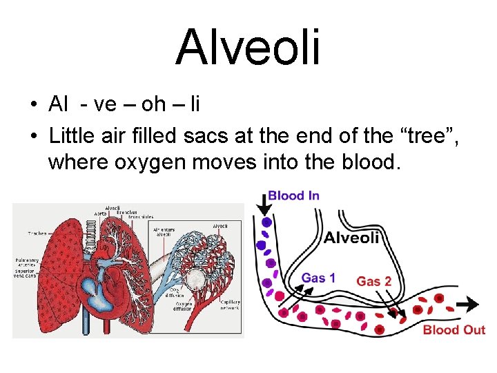 Alveoli • Al - ve – oh – li • Little air filled sacs