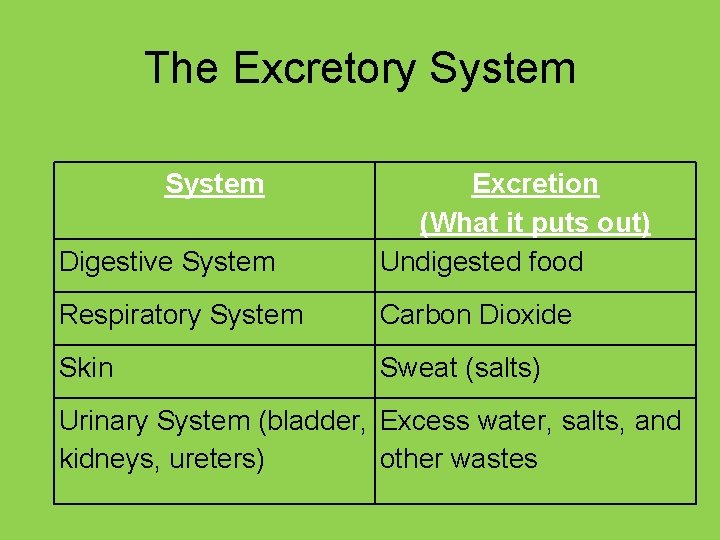 The Excretory System Digestive System Excretion (What it puts out) Undigested food Respiratory System