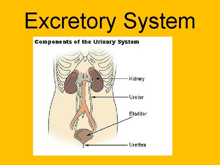 Excretory System 