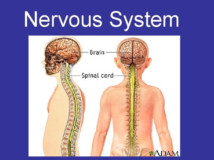 Nervous System 