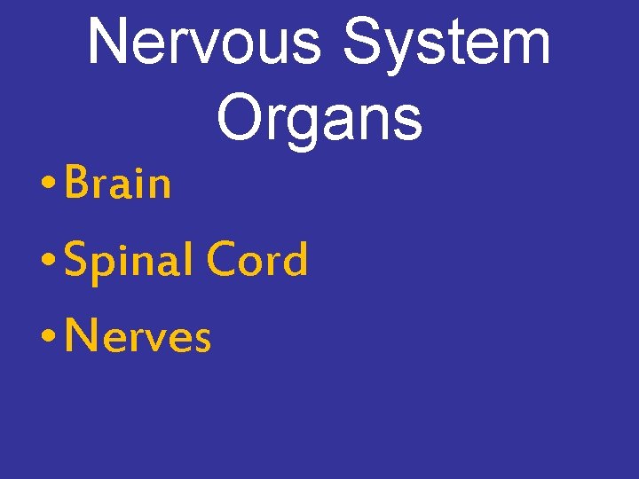 Nervous System Organs • Brain • Spinal Cord • Nerves 