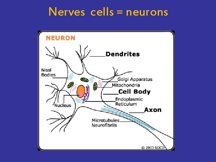 Nerves cells = neurons 