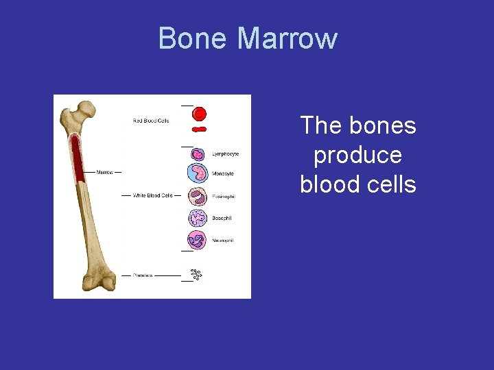 Bone Marrow The bones produce blood cells 