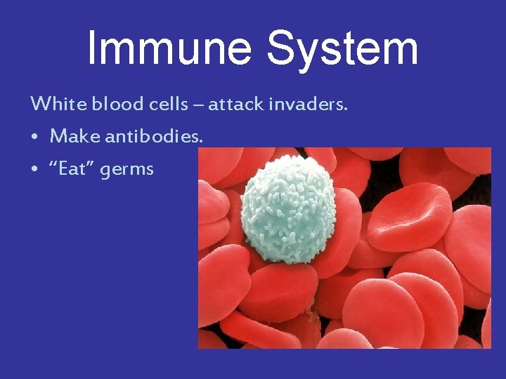 Immune System White blood cells – attack invaders. • Make antibodies. • “Eat” germs