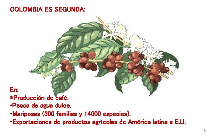COLOMBIA ES SEGUNDA: En: *Producción de café. • Pesca de agua dulce. • Mariposas