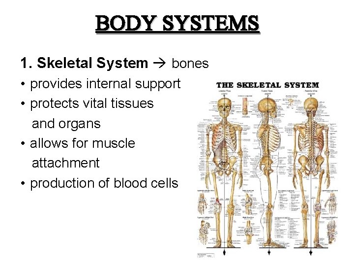 BODY SYSTEMS 1. Skeletal System bones • provides internal support • protects vital tissues