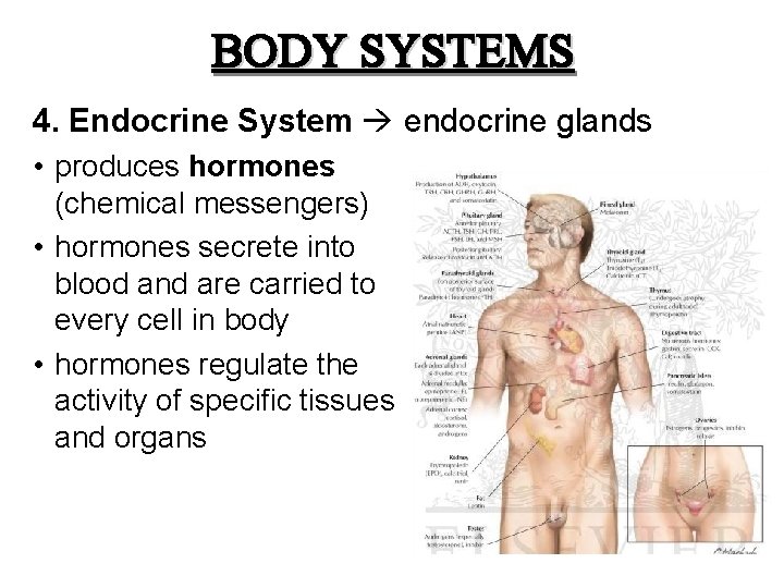 BODY SYSTEMS 4. Endocrine System endocrine glands • produces hormones (chemical messengers) • hormones