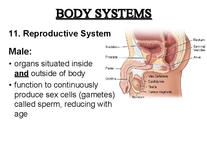 BODY SYSTEMS 11. Reproductive System Male: • organs situated inside and outside of body