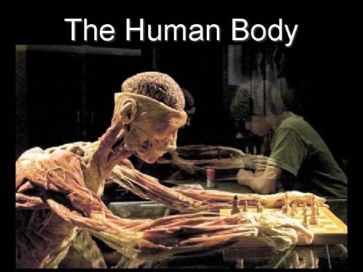 The Human Body 