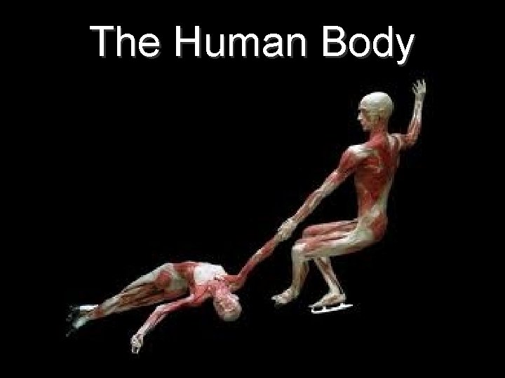 The Human Body 