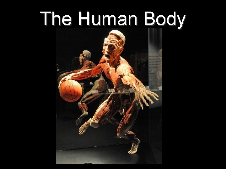 The Human Body 