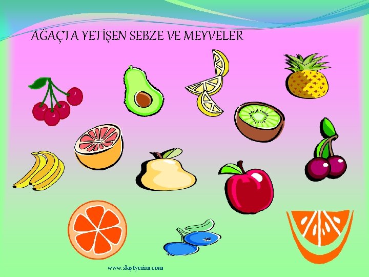 AĞAÇTA YETİŞEN SEBZE VE MEYVELER www. slaytyerim. com 