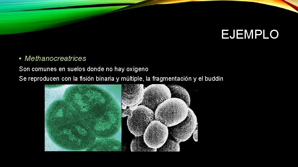 EJEMPLO • Methanocreatrices Son comunes en suelos donde no hay oxígeno Se reproducen con