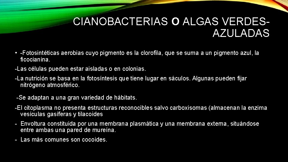 CIANOBACTERIAS O ALGAS VERDESAZULADAS • -Fotosintéticas aerobias cuyo pigmento es la clorofila, que se