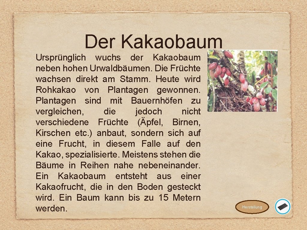 Der Kakaobaum Ursprünglich wuchs der Kakaobaum neben hohen Urwaldbäumen. Die Früchte wachsen direkt am