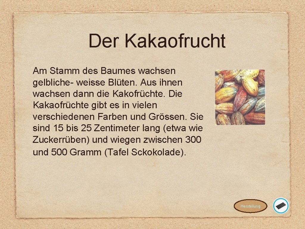 Der Kakaofrucht Am Stamm des Baumes wachsen gelbliche- weisse Blüten. Aus ihnen wachsen dann