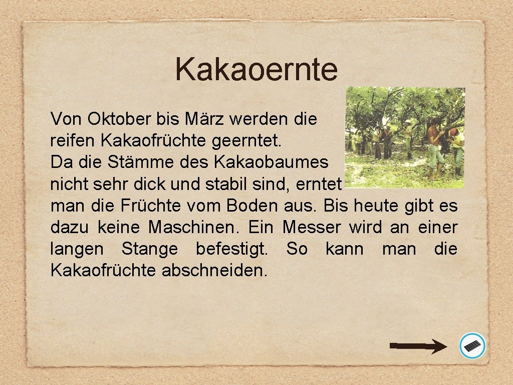 Kakaoernte Von Oktober bis März werden die reifen Kakaofrüchte geerntet. Da die Stämme des