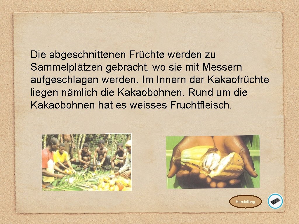 Die abgeschnittenen Früchte werden zu Sammelplätzen gebracht, wo sie mit Messern aufgeschlagen werden. Im