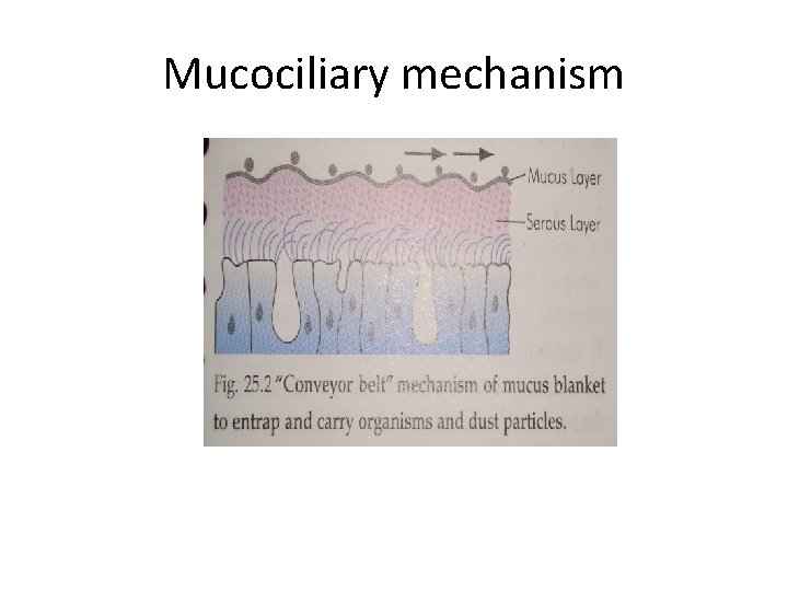 Mucociliary mechanism 