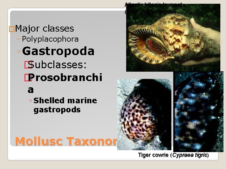 Atlantic triton’s trumpet (Charonia variegata) �Major classes ◦ Polyplacophora ◦ Gastropoda � Subclasses: �