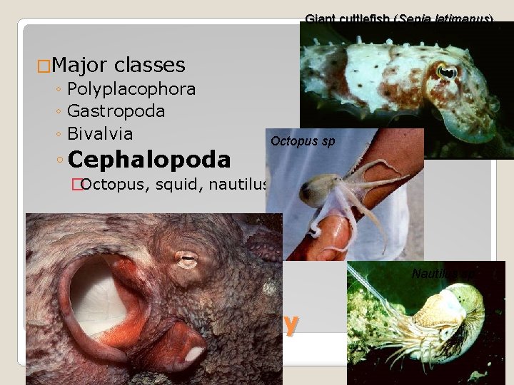 Giant cuttlefish (Sepia latimanus) �Major classes ◦ Polyplacophora ◦ Gastropoda ◦ Bivalvia ◦ Cephalopoda