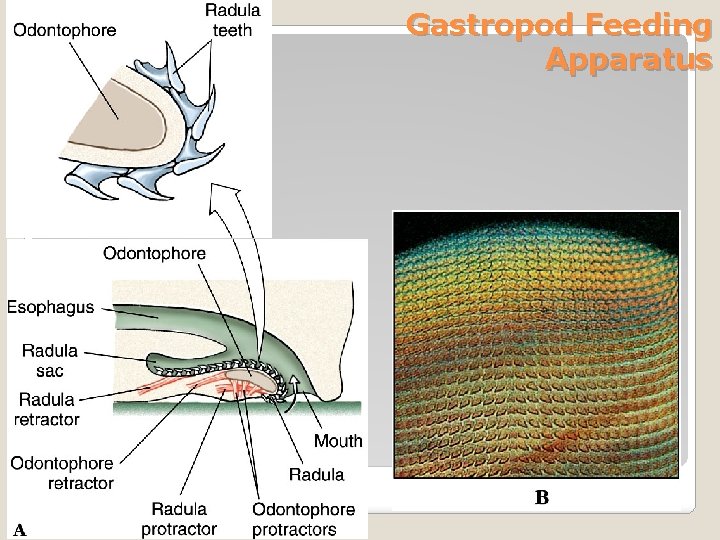 Gastropod Feeding Apparatus 