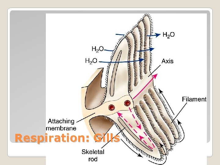 Respiration: Gills 