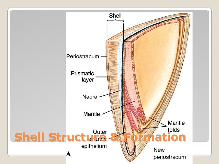 Shell Structure & Formation 