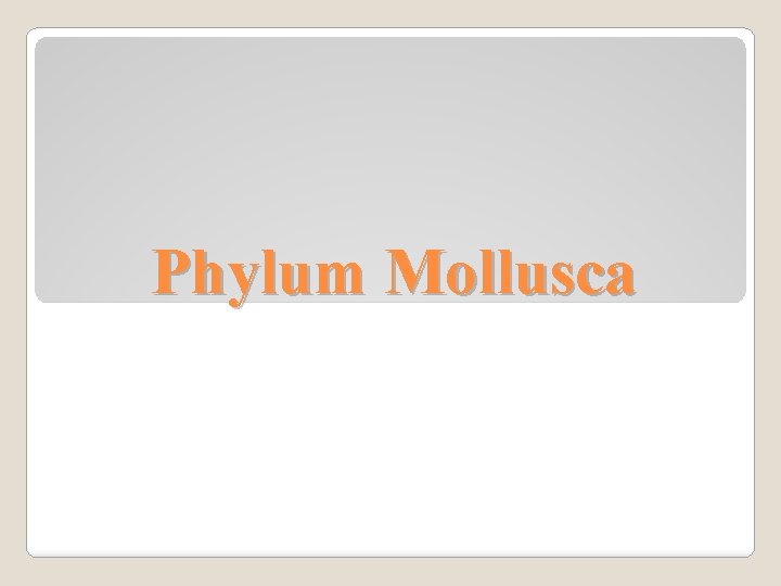 Phylum Mollusca 