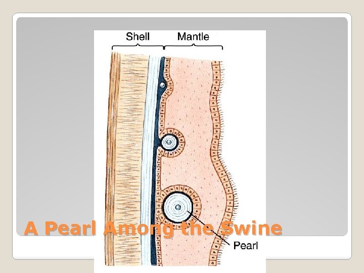 A Pearl Among the Swine 