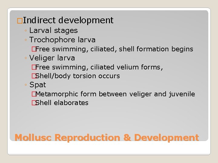 �Indirect development ◦ Larval stages ◦ Trochophore larva �Free swimming, ciliated, shell formation begins